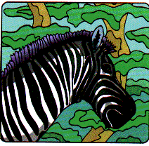 Zebra