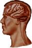 human head showing internal brain