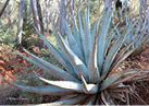 A yucca plant