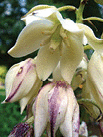 A yucca flower