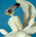 A yucca moth on a yucca flower