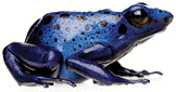 The blue poison dart frog