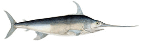 A swordfish (Xiphias gladius)