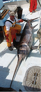 A swordfish on the deck of a boat