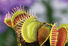 Several Venus flytraps