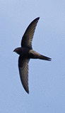 A swift in flight