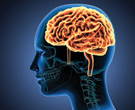 An illustration of the human body-the brain anatomy