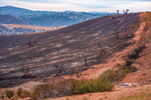 Lilac fire damage on the hills next to homes.