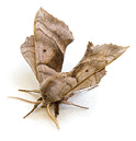 Walnut Sphinx Moth (Amorpha juglandis) isolated on a white background.