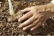 A trilobite fossil found on ground in cambrian rocky sediments.