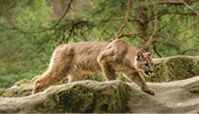 Cougar (Puma concolor), also commonly known as the mountain lion, is the greatest of any large wild terrestrial mammal in the western hemisphere.