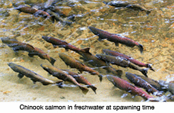 A group of King (Chinook) Salmon spawning