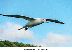 The mighty giant wandering albatross in full flight