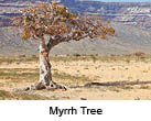 Myrrh tree (Commiphora myrrha) is a tree in the Burseraceae family)