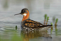 Red-necked Phalarope