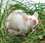 White albino laboratory mouse sitting in green dried grass, hay.