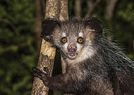 Image of Aye-aye nocturnal lemur of Madagascar