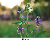 Alfalfa is the most cultivated forage legume in the world.