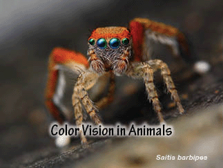 The title of this article is 'Color Vision in Animals,' with a Spanish jumping spider.