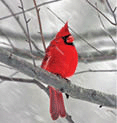 Cardinal sitting in a tree as snow falls.