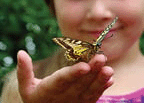 Butterfly sitting on the hand of a child. .