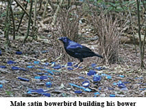 Satin bowerbird at his bower