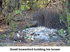 Great bowerbird building his bower