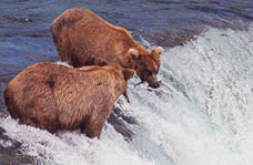 Grizzly bears hunting salmon in Alaska.