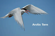 Arctic tern.