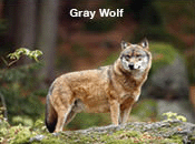 Gray wolf.