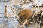 Beaver chewing on some wood.