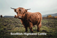 furry Scottish Highland Cattle calf in cold weather.