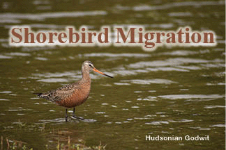 The title of this article is 'Shorebird Migration,' with a Hudsonian godwit foraging in a estuary.