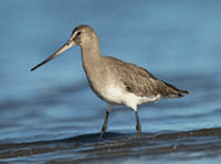 Hudsonian godwit.