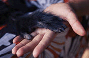 Human hand and black spider monkey paw