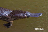 a platypus.
