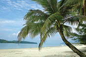 A palm tree on a tropical beach