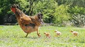 A hen leading her chicks.