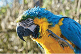 Portrait of a yellow macaw on a branch.