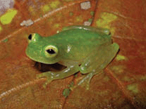 A glass frog