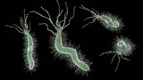 Helicobacter pylori, bacterium colonizing stomach and associated with gastric and duodenal ulcer.