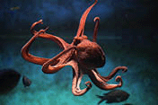 Common octopus (Octopus vulgaris)