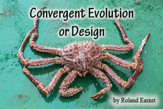 The title of this article is CONVERGENT EVOLUTION OR DESIGN with a picture of golden king crab.