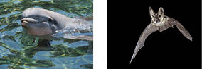Two pictures of dolphin and a bat.