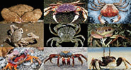 A collage picture of various crabs.