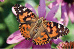 A painted lady butterfly on a flower.