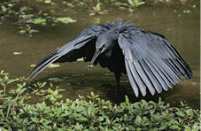 A black heron feeding under the canopy of its wings.