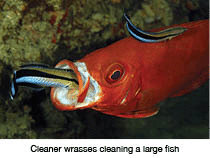 A larger fish being cleaned by several cleaner wrasses.