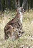 A young kangaroo peeking at you from mother kangaroo's pouch.