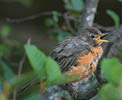 A young robin just bathed with feathers all fluffed out mouth open singing.